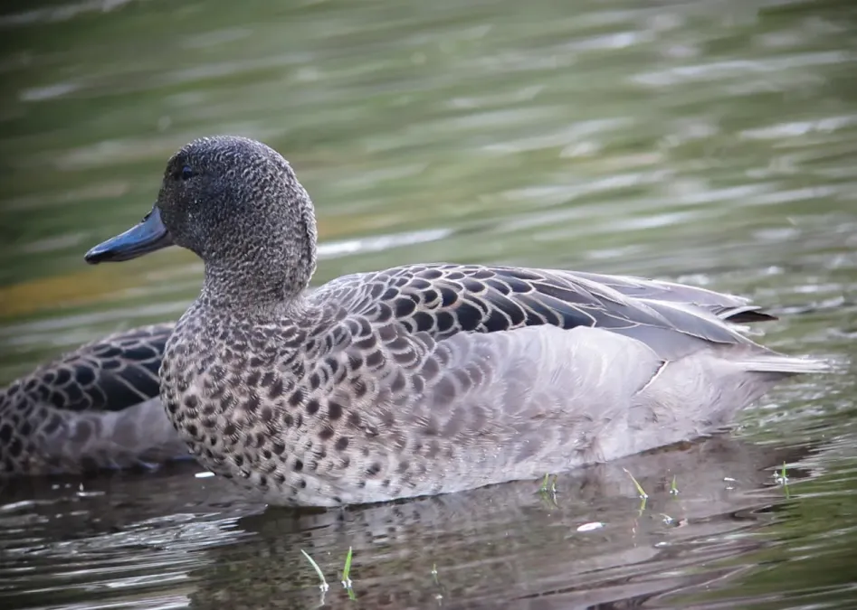 File:Anas andium Garceta barcina Andean Teal (7626279704).jpg