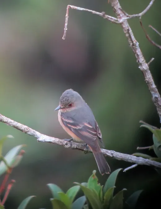 File:Knipolegus poecilurus Atrapamoscas ojirrojo Rufous-tailed Tyrant (7612557982).jpg