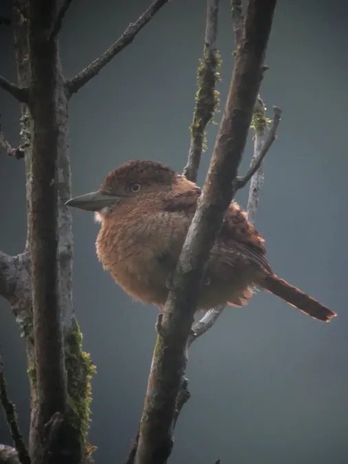 File:Nystalus radiatus Bobo barrado Barred Puffbird (7594236408).jpg