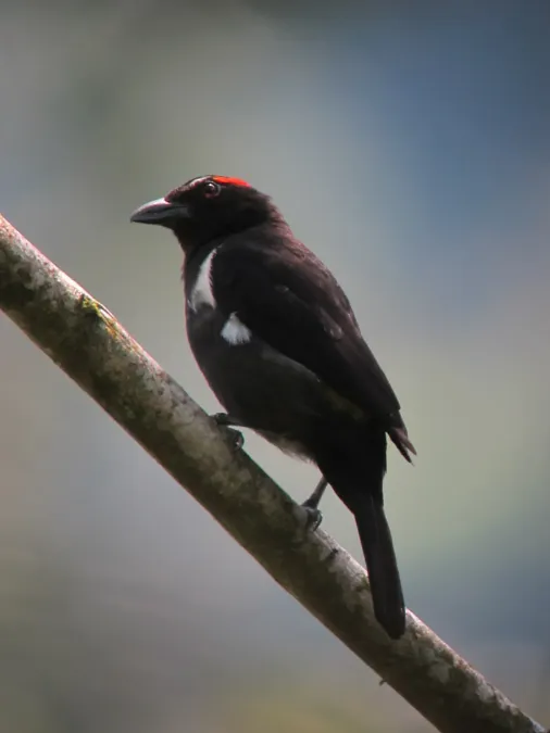 File:Heterospingus xanthopygius Chambergo cejirrojo Scarlet-browed Tanager (7594185472).jpg