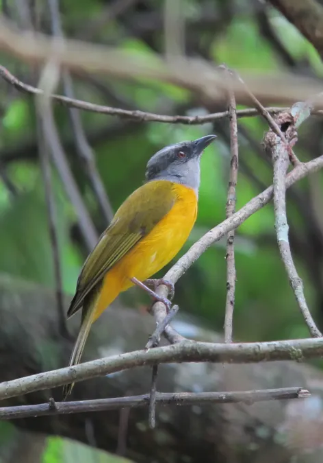 File:Eucometis penicillata Guicha hormiguera Grey-headed Tanager (7594128404).jpg