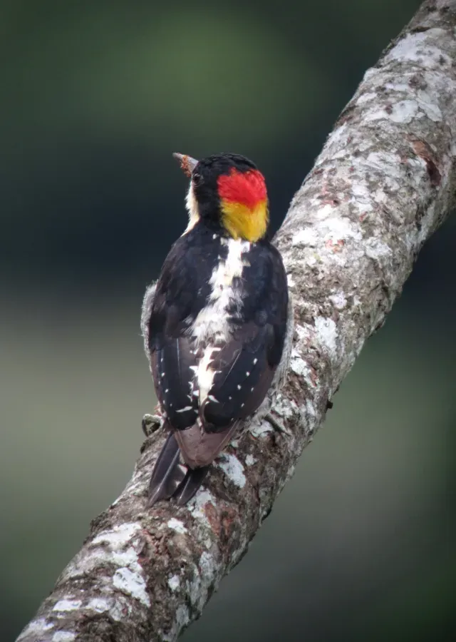 File:Melanerpes pulcher Carpintero bonito Beautiful Woodpecker (7587044550).jpg