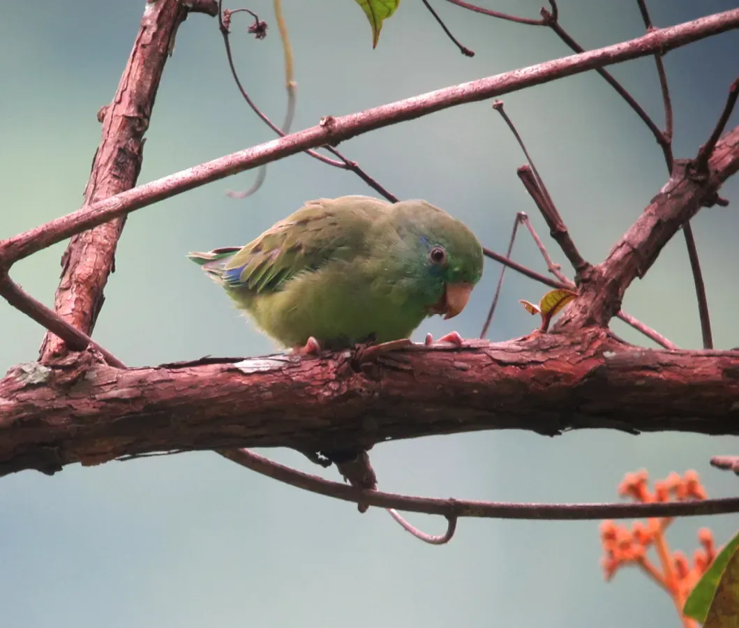 File:Forpus conspicillatus Periquito de anteojos Spectacled Parrotlet (7586912734).jpg