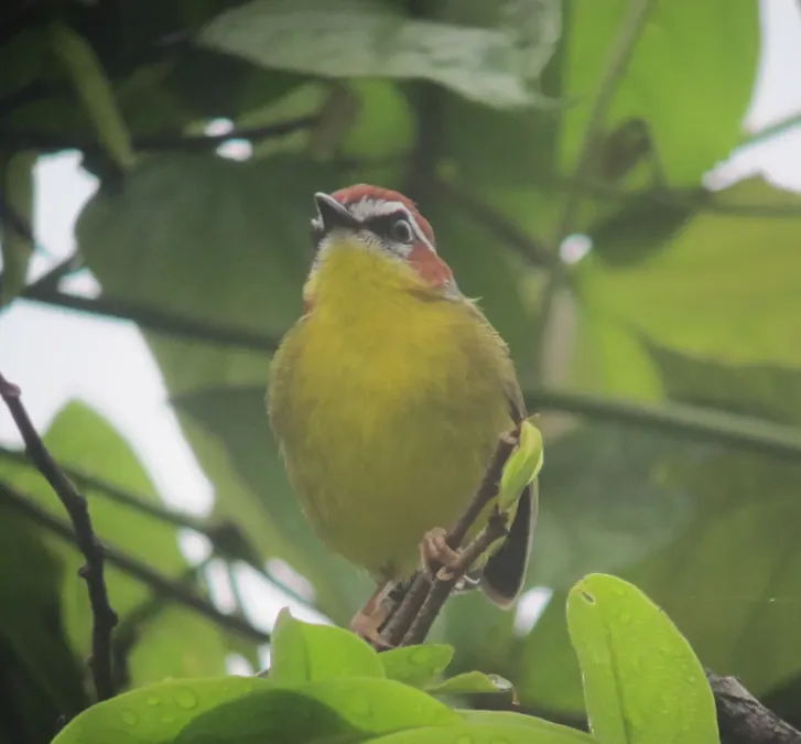 File:Basileuterus rufifrons Arañero cabecirrufo Rufous-capped Warbler (7586753326).jpg
