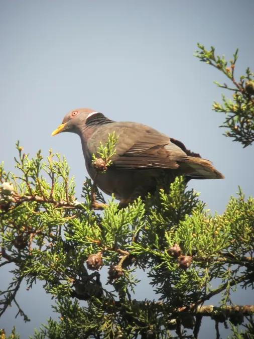 File:Patagioenas fasciata Paloma collareja Band-tailed Pigeon (7586638036).jpg