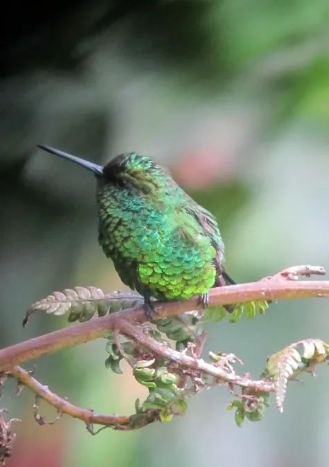 File:Chlorostilbon poortmani Esmeralda rabicorta Short-tailed Emerald (7570904766).jpg
