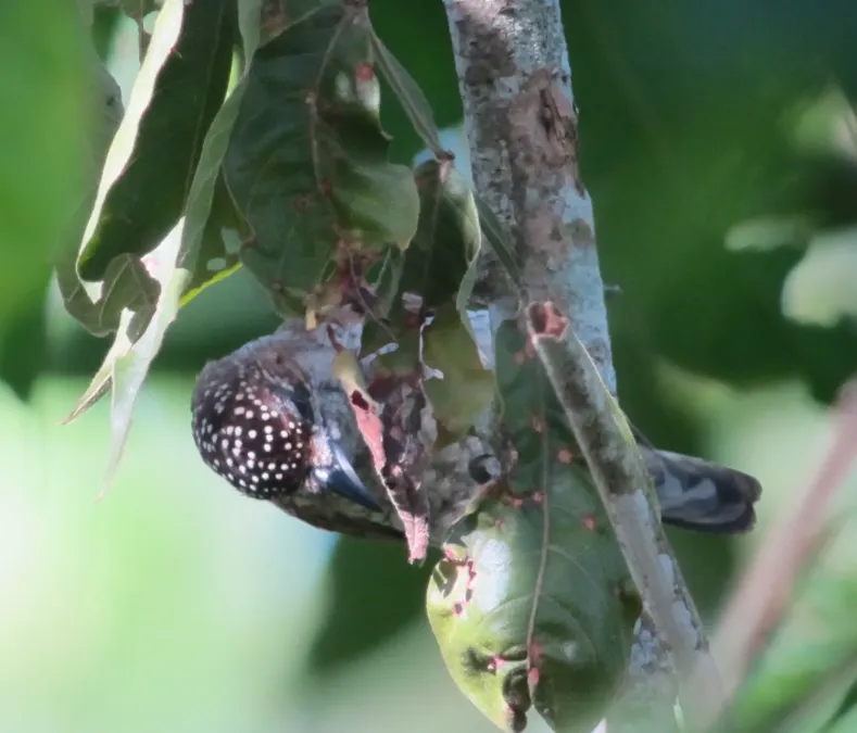 File:Picumnus squamulatus Carpintero escamado Scaled Piculet (7568544544).jpg