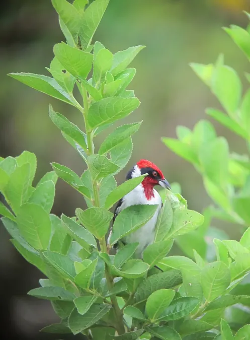 File:Paroaria nigrogenis Cardenal pantanero Masked Cardinal (7568468686).jpg