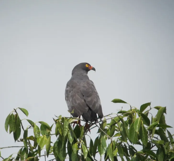 File:Helicolestes hamatus Caracolero negro Slender-billed Kite (7568362210).jpg