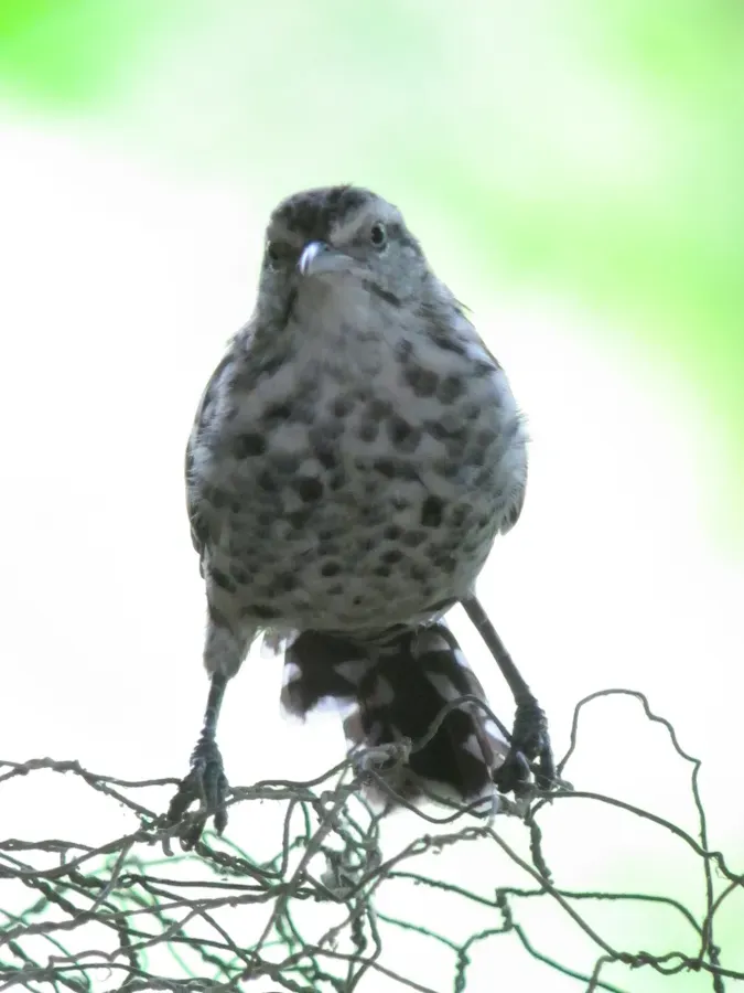 File:Campylorhynchus nuchalis Cucarachero blanquinegro Stripe-backed Wren (7565179748).jpg