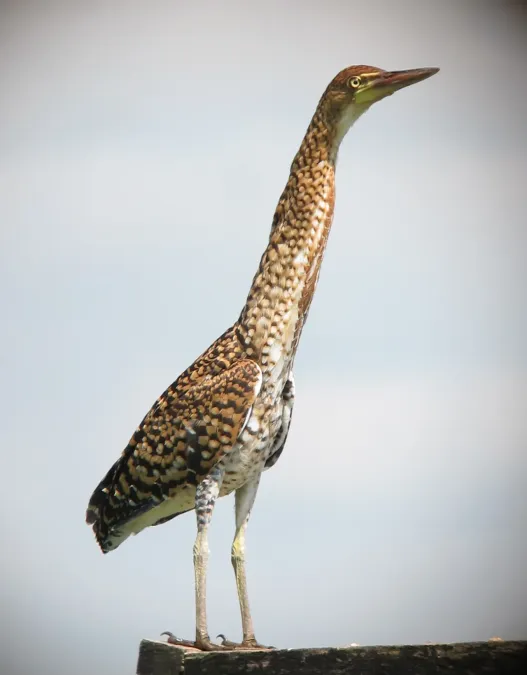 File:Botaurus pinnatus Avetoro Pinnated Bittern (7565095722).jpg