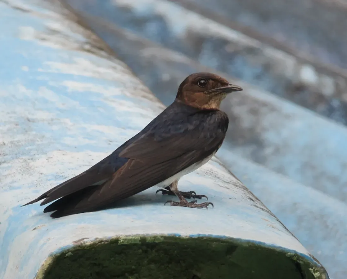 File:Progne chalybea Golondrina de campanario Grey-breasted Martin (7559039560).jpg