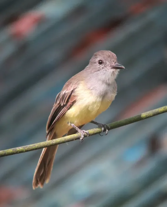 File:Myiarchus panamensis Atrapamoscas panamense Panama Flycatcher (7558862642).jpg