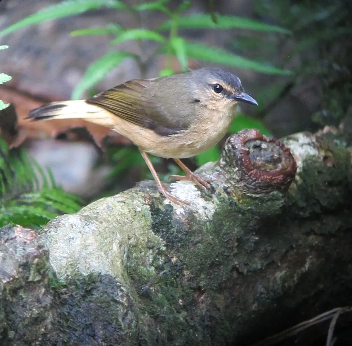 File:Myiothlypis fulvicauda Arañero ribereño Buff-rumped Warbler (7558817478).jpg