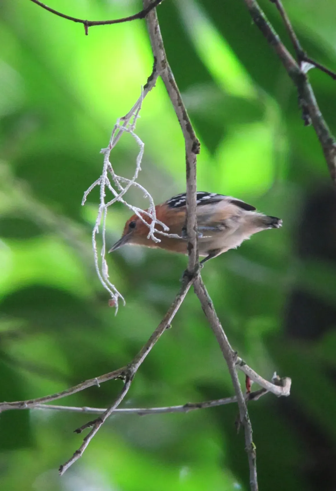 File:Myrmotherula pacifica Hormiguero del Pacífico Pacific Antwren (female) (7558730922).jpg