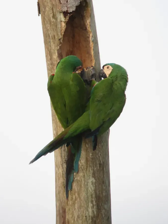 File:Ara severus Guacamaya cariseca Chestnut-Fronted Macaw (7503932112).jpg