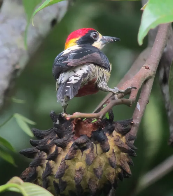 File:Melanerpes pulcher Carpintero bonito Beautiful Woodpecker (7494028834).jpg