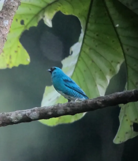 File:Tersina viridis Azulejo golondrina Swallow Tanager (male) (7493981786).jpg