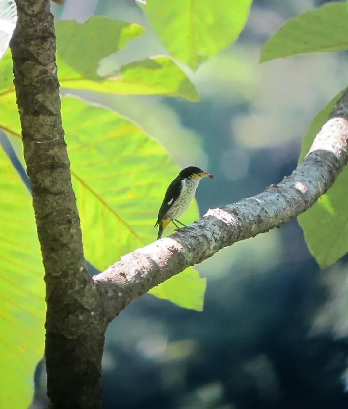 File:Hemithraupis flavicollis Pintasilgo culiamarillo Yellow-backed Tanager (male) (7493912728).jpg