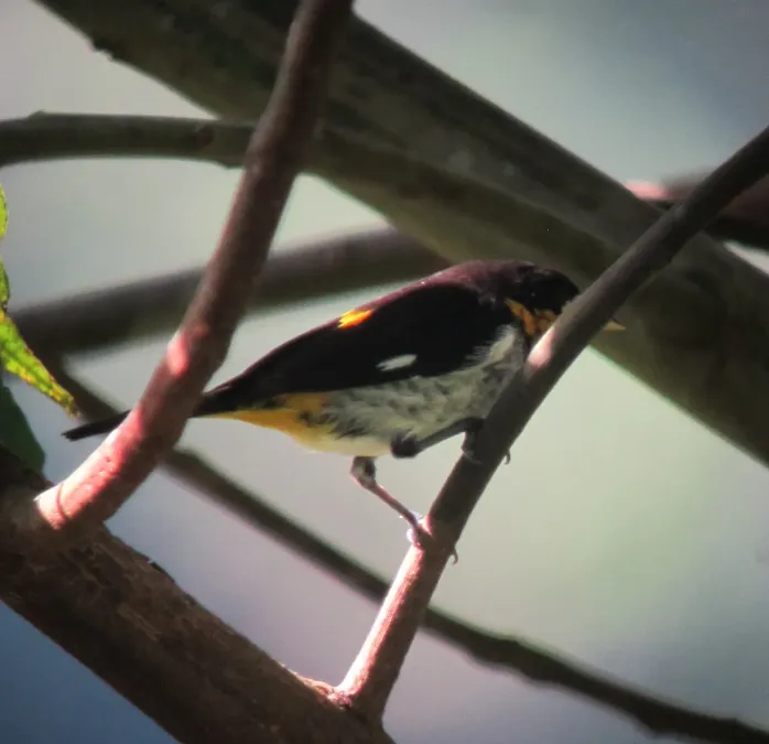 File:Hemithraupis flavicollis Pintasilgo culiamarillo Yellow-backed Tanager (male) (7493827342).jpg