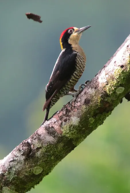 File:Melanerpes pulcher Carpintero bonito Beautiful Woodpecker (7493801558).jpg
