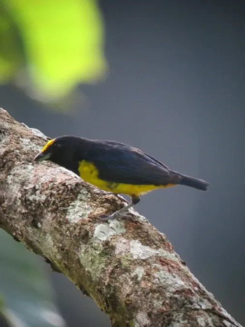 File:Euphonia fulvicrissa Eufonia fulva Fulvous-vented Euphonia (male) (7491338978).jpg