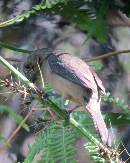 File:Sporophila funerea Arrocero piquigrueso Thick-billed Seed-Finch (female) (7468908930).jpg
