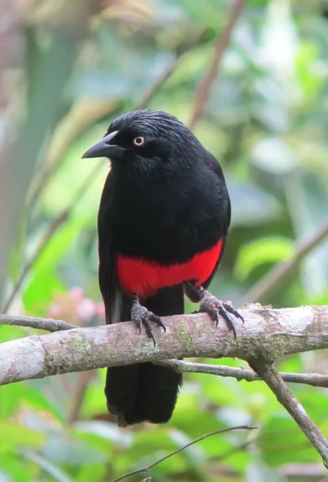 File:Hypopyrrhus pyrohypogaster Cacique candela Red-bellied Grackle (7468241164).jpg