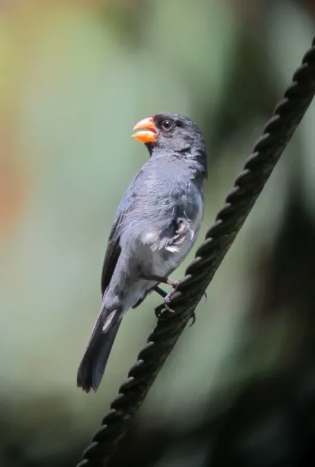 File:Sporophila intermedia Espiguero gris Grey Seedeater (7468059856).jpg