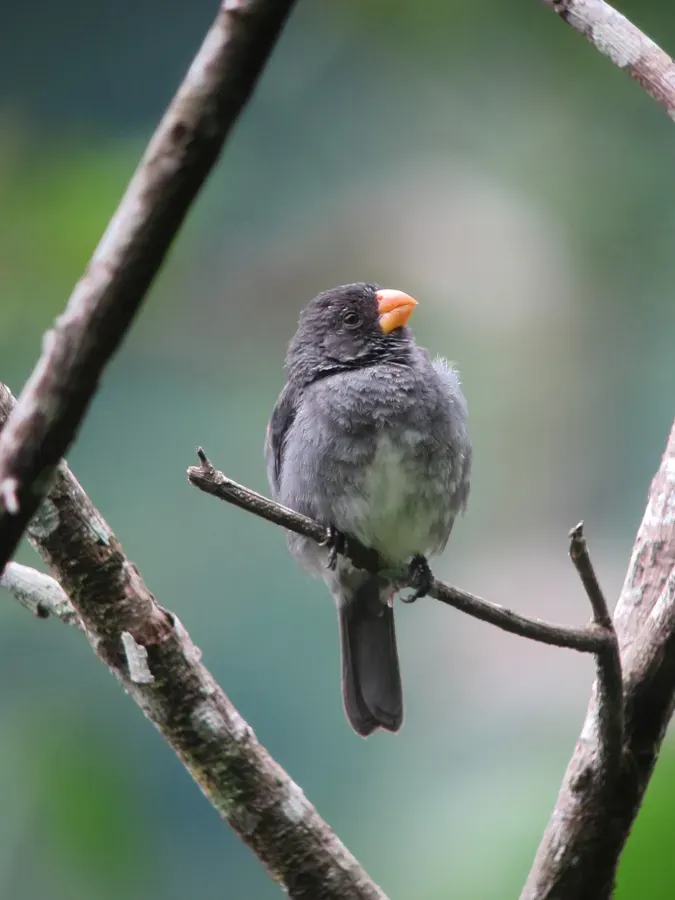 File:Sporophila intermedia Espiguero gris Grey Seedeater (7425237954).jpg