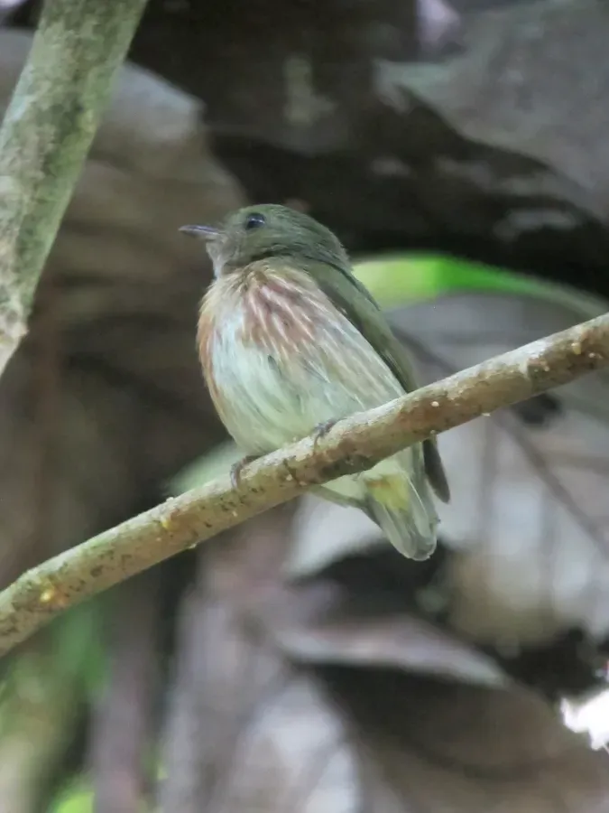 File:Machaeropterus regulus Saltarín rayado Striped Manakin (female) (7425143642).jpg