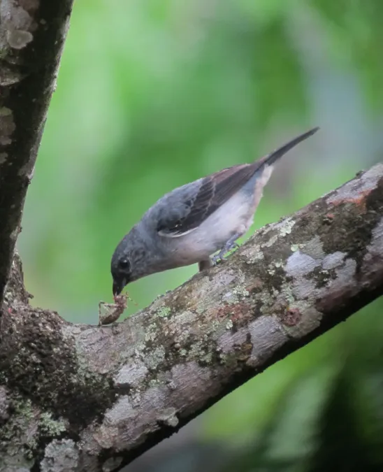 File:Tangara inornata Tángara ceniciento Plain-coloured Tanager (7422210558).jpg