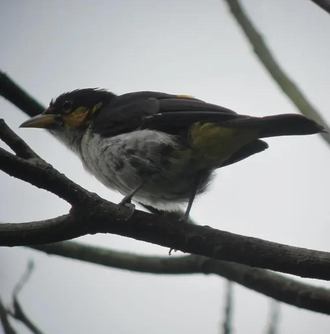 File:Hemithraupis flavicollis Pintasilgo culiamarillo Yellow-backed Tanager (male) (7422259154).jpg