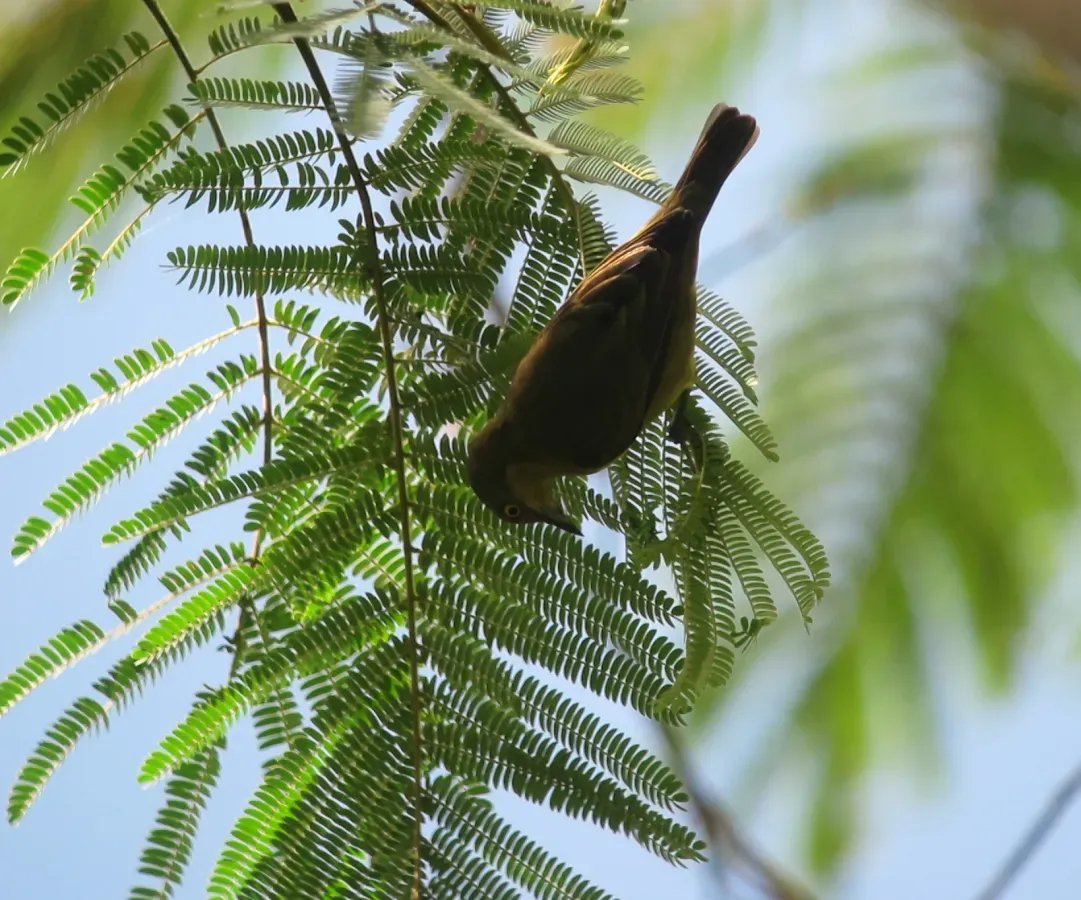 File:Dacnis lineata Dacnis carinegra Black-faced Dacnis (female) (7422150074).jpg
