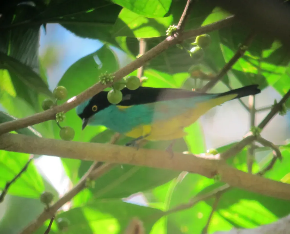File:Dacnis lineata Dacnis carinegra Black-faced Dacnis (male) (7422114674).jpg