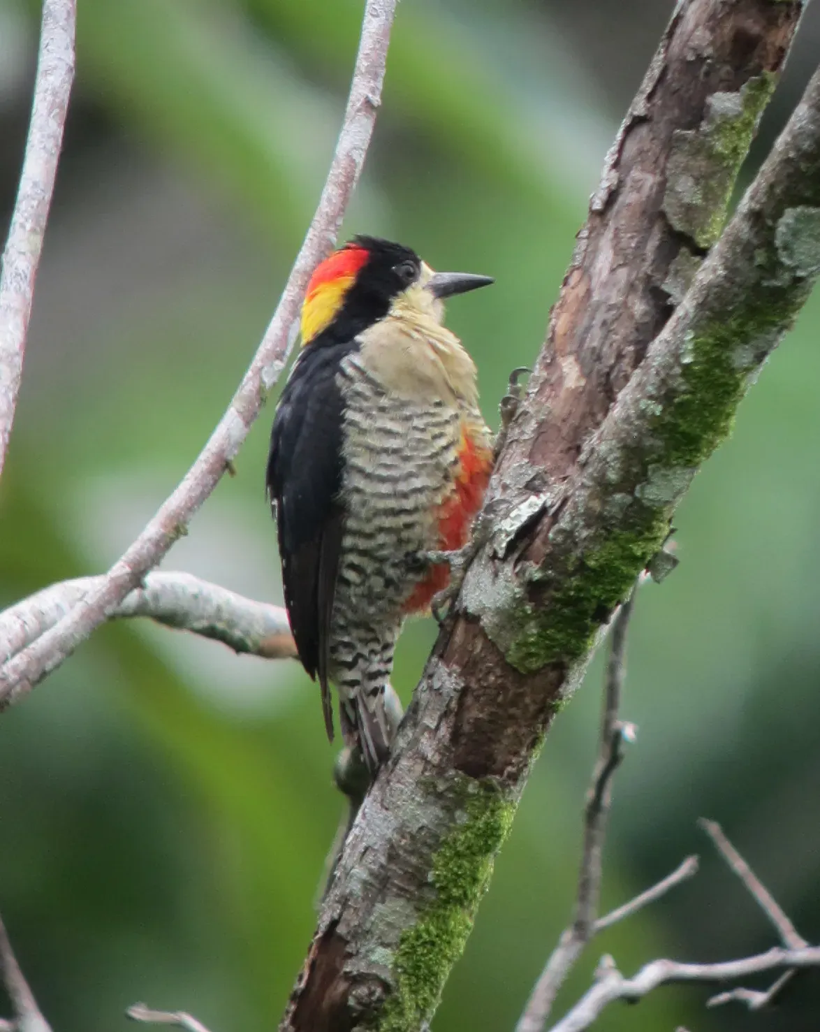 File:Melanerpes pulcher Carpintero bonito Beautiful Woodpecker (7421857216).jpg