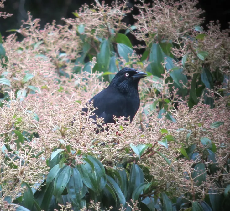 File:Hypopyrrhus pyrohypogaster Red-bellied Grackle (7382478520).jpg