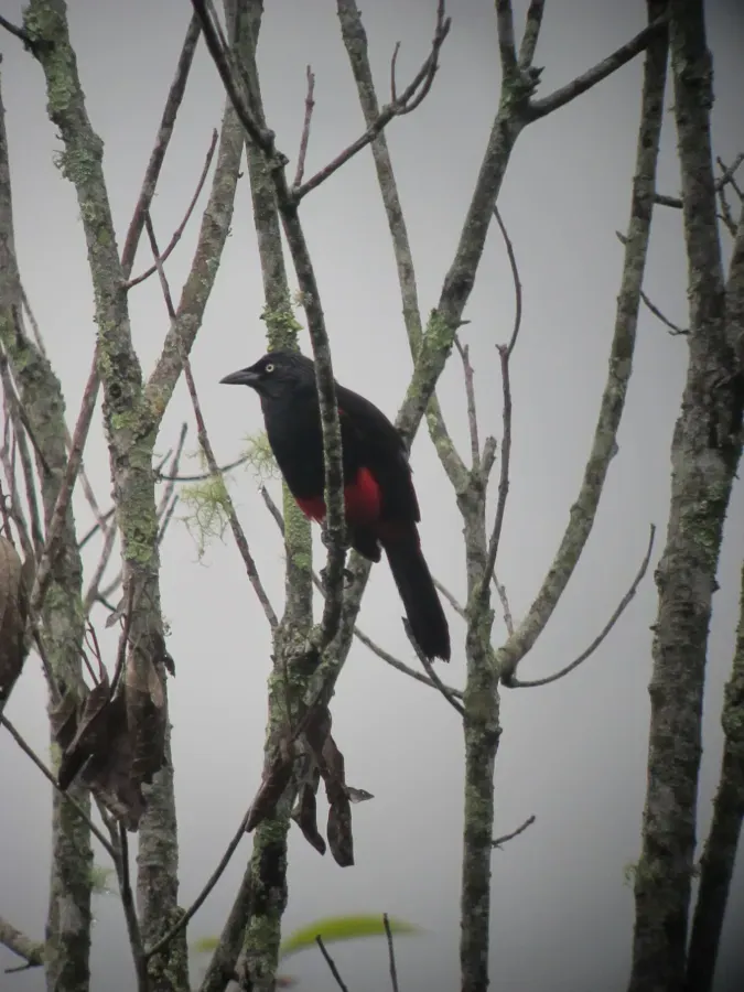 File:Hypopyrrhus pyrohypogaster Cacique candela Red-bellied Grackle (7370385708).jpg