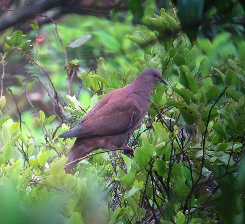 File:Patagioenas subvinacea Paloma colorada Ruddy Pigeon (7370194076).jpg