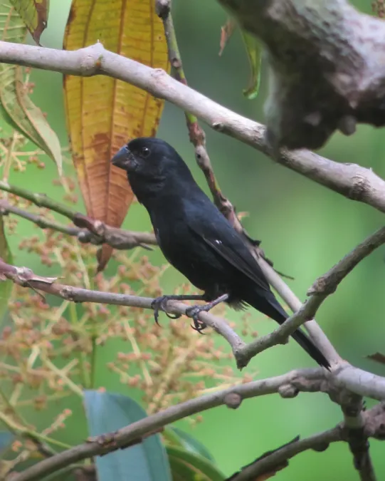 File:Sporophila funerea Arrocero piquigrueso Thick-billed Seed-Finch (male) (7311112112).jpg
