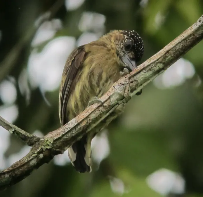 File:Picumnus olivaceus Carpintero oliváceo Olivaceus Piculet (female) (7311060688).jpg