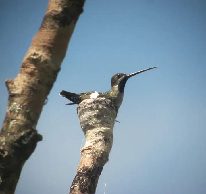File:Heliomaster longirostris Picudo gorgiestrella Long-billed Starthroat (7310781998).jpg