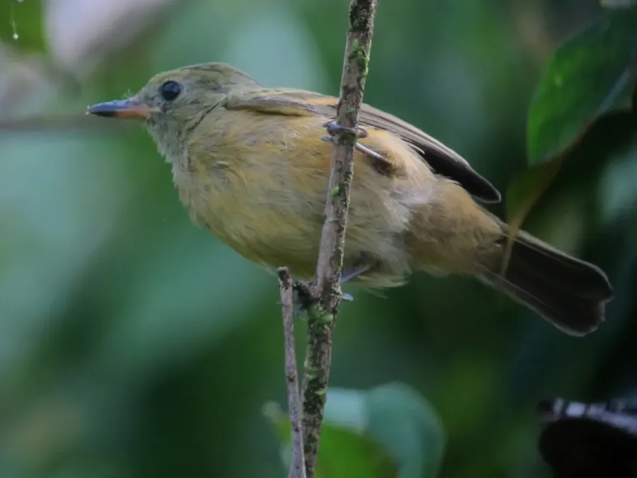 File:Mionectes oleagineus Atrapamoscas ocráceo Ochre-bellied Flycatcher (7310754862).jpg
