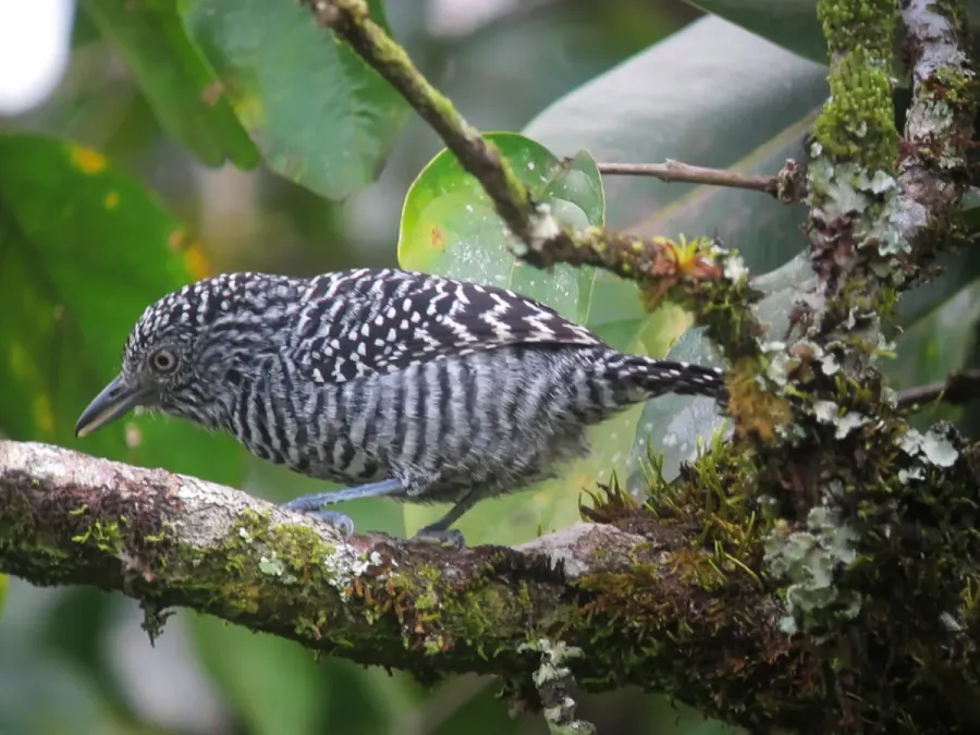 File:Thamnophilus multistriatus Batará carcajada Bar-crested Antshrike (7278713812).jpg