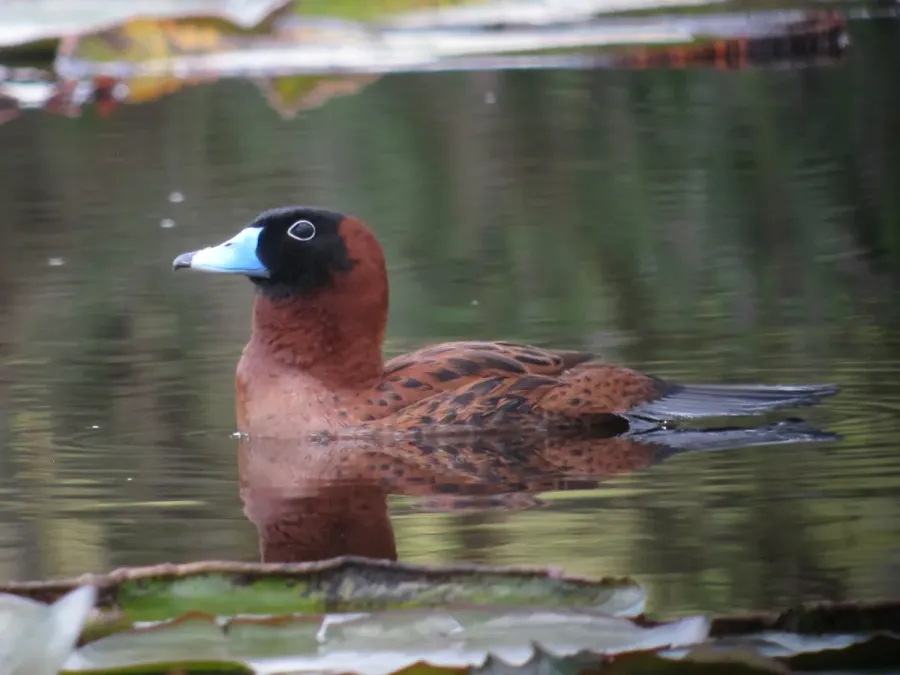 File:Nomonyx dominicus Pato enmascarado Masked Duck (10716980643).jpg