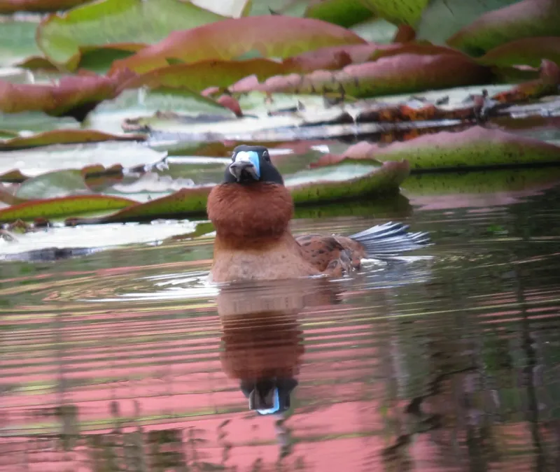File:Nomonyx dominicus Pato enmascarado Masked Duck (10715924796).jpg