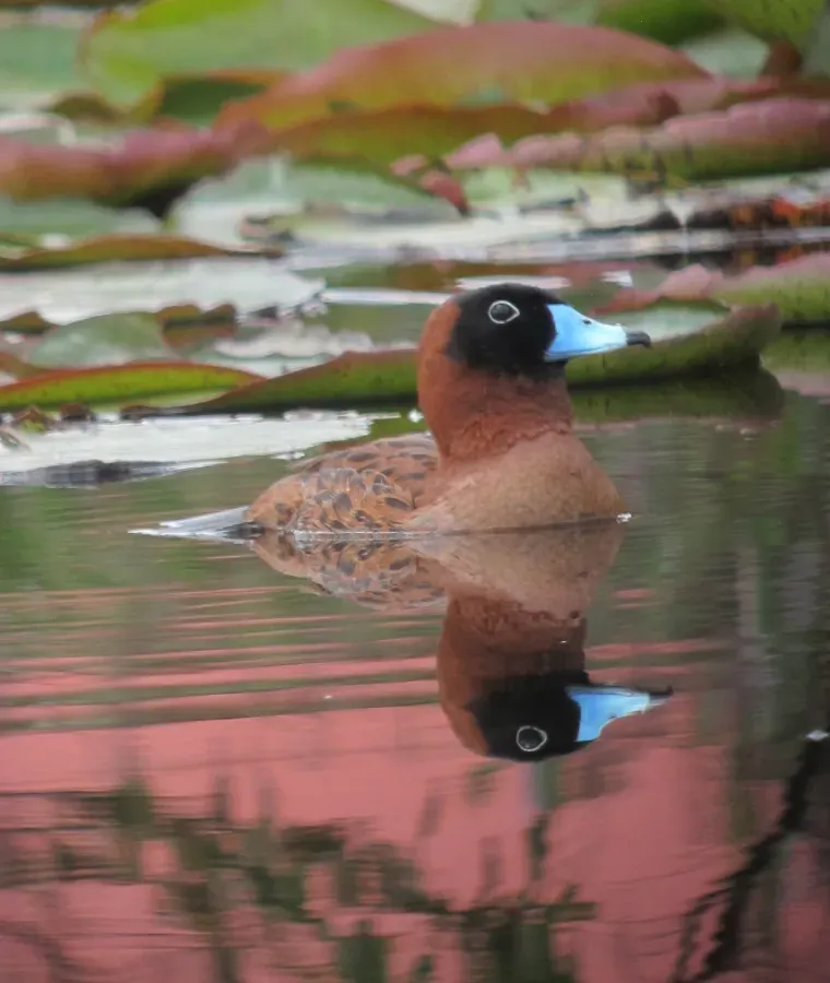 File:Nomonyx dominicus Pato enmascarado Masked Duck (10713184555).jpg