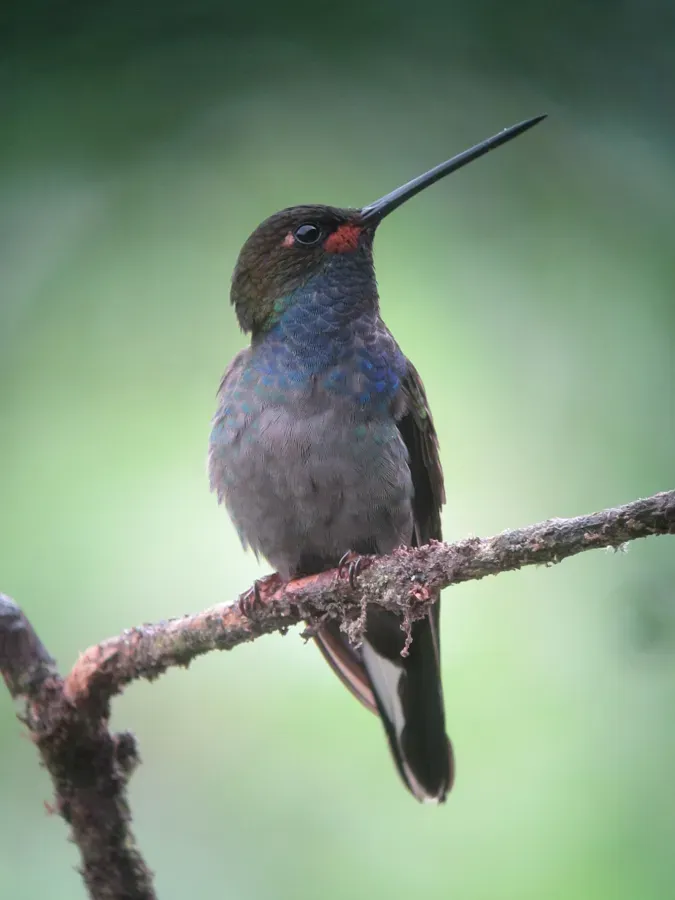 File:Urochroa bougueri Colibrí nagüiblanco White-tailed Hillstar (10698675794).jpg