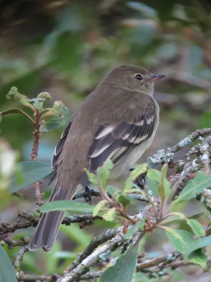 File:Elaenia frantzii Elaenia montañera Mountain Elaenia (10695339383).jpg
