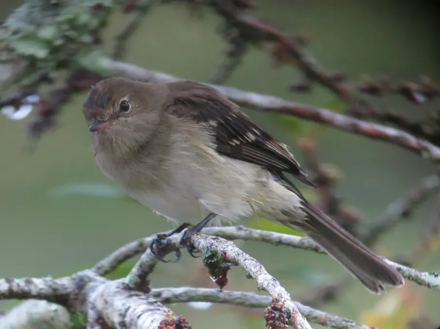 File:Elaenia frantzii Elaenia montañera Mountain Elaenia (10678388114).jpg